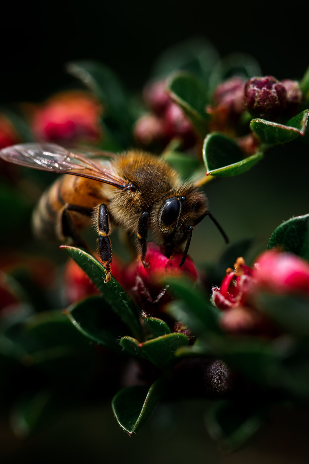 Abeille