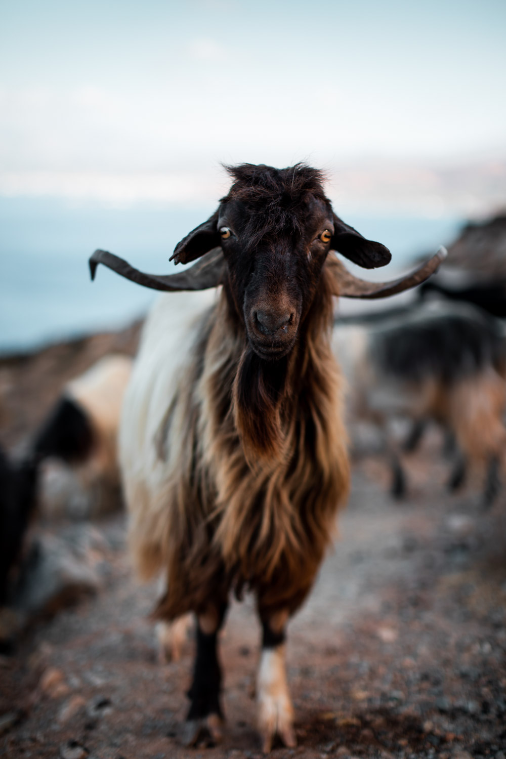 Goat