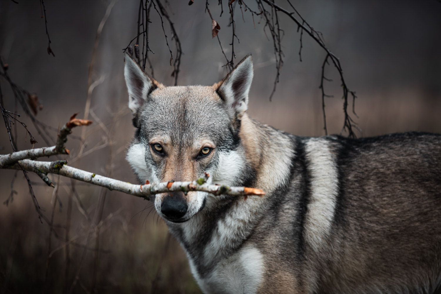 Wolf dog