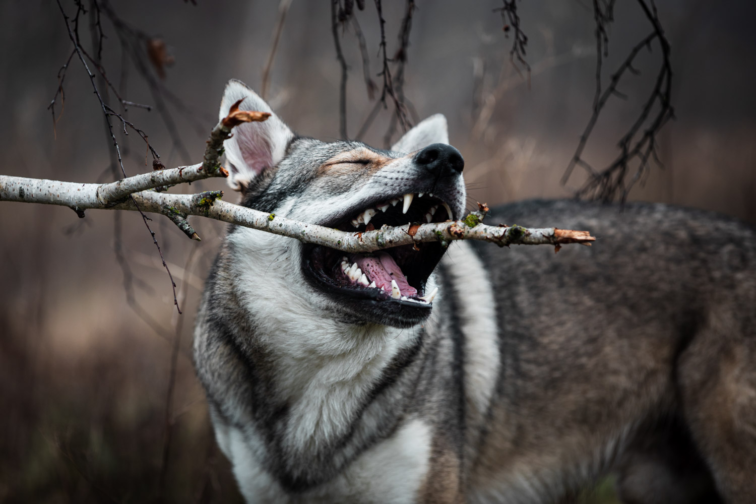 Wold dog