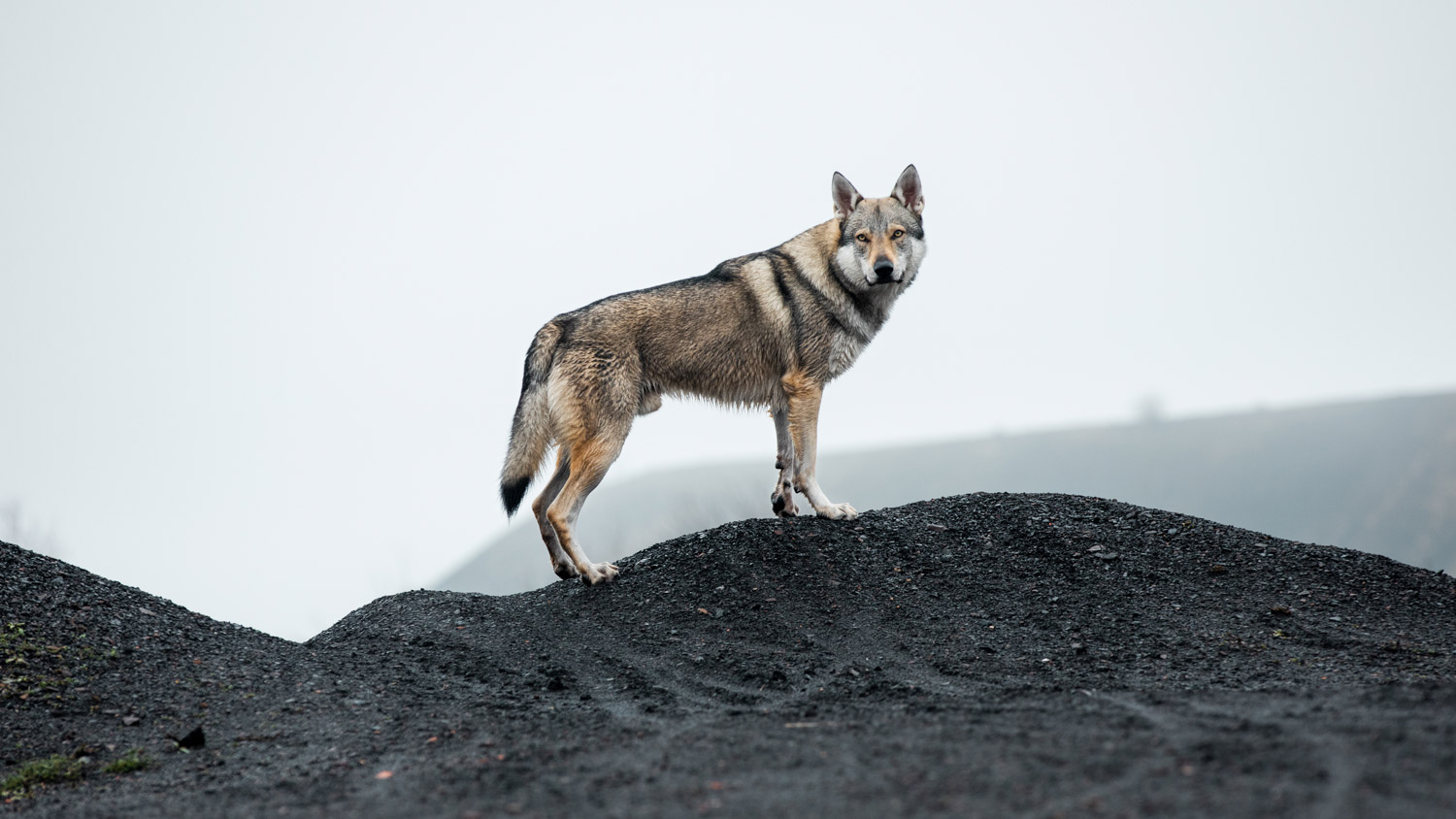 Dog