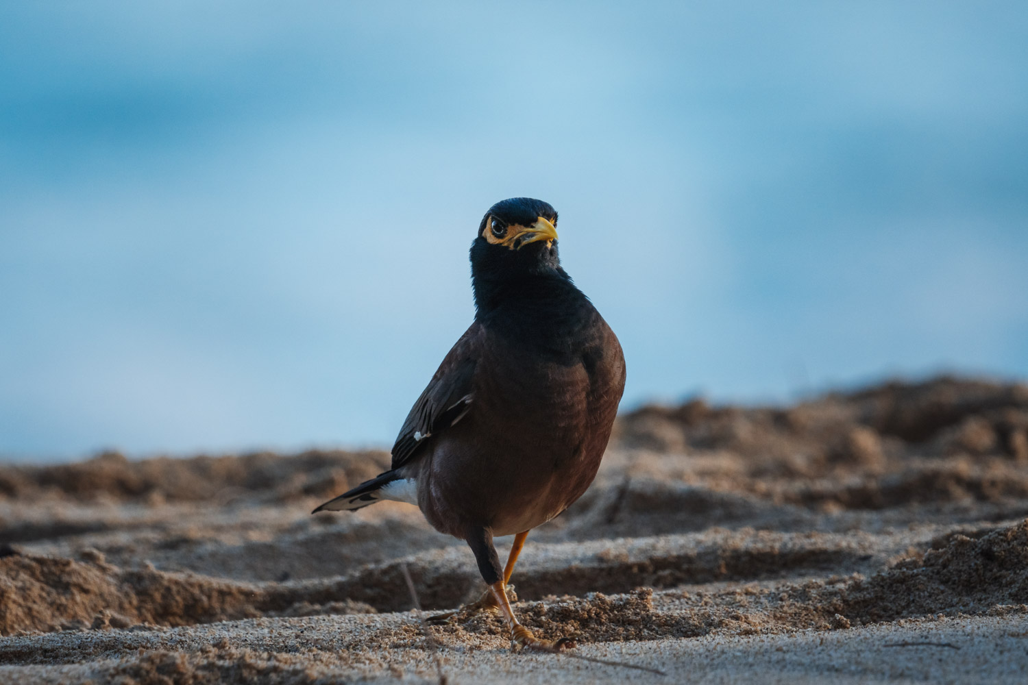 Bird