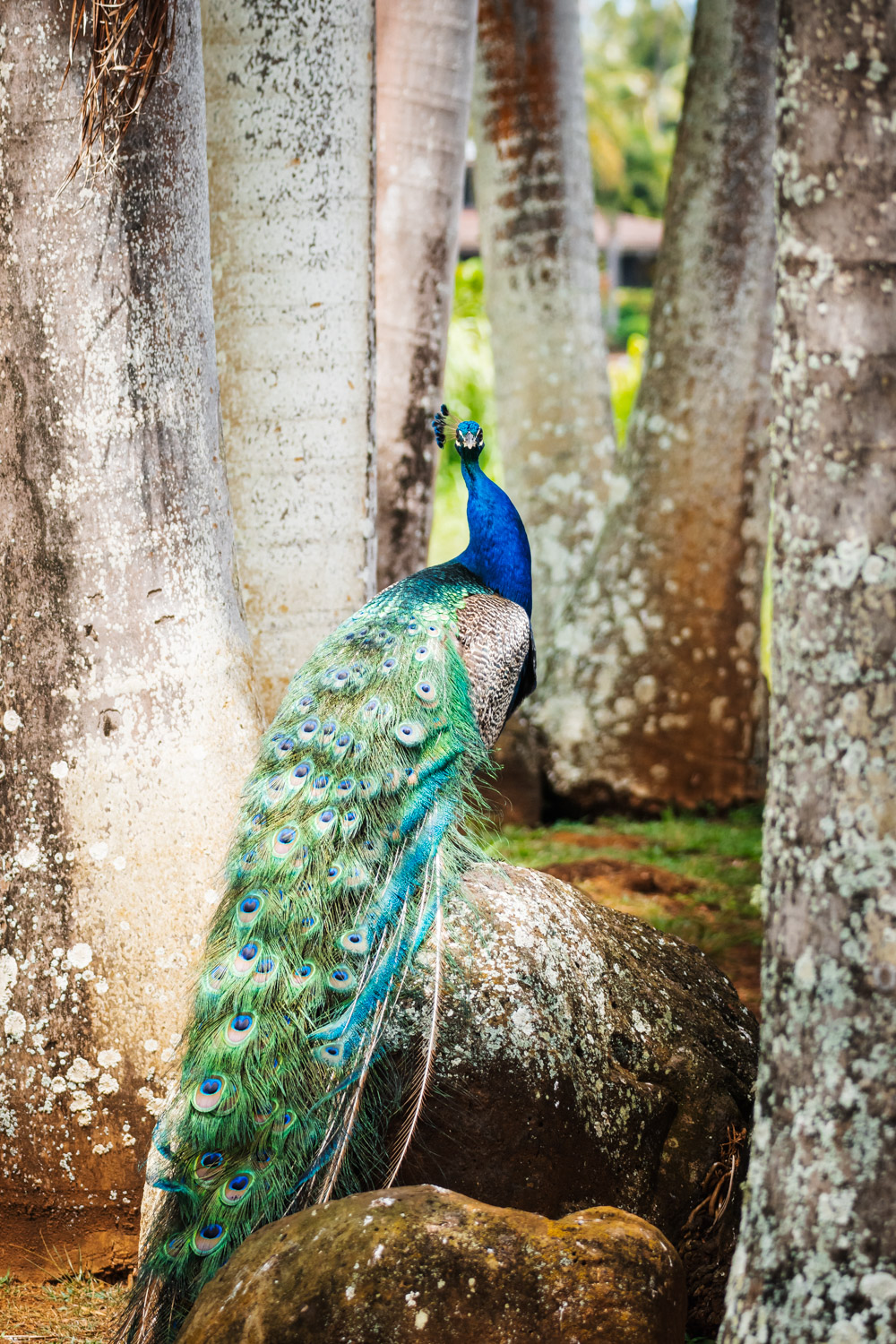 Peacock