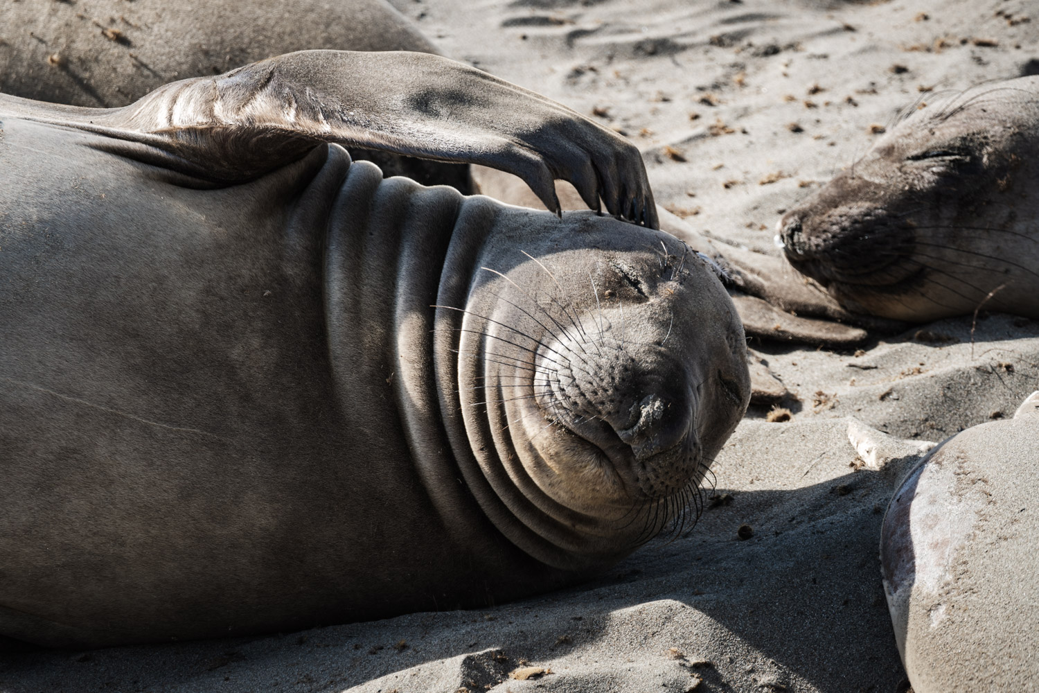 Seal